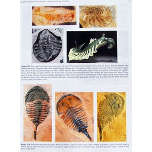Exceptional Cambrian Fossils of Utah