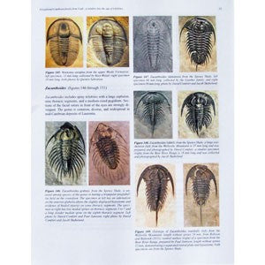Exceptional Cambrian Fossils of Utah