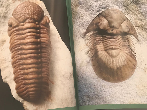 Travels With Trilobites